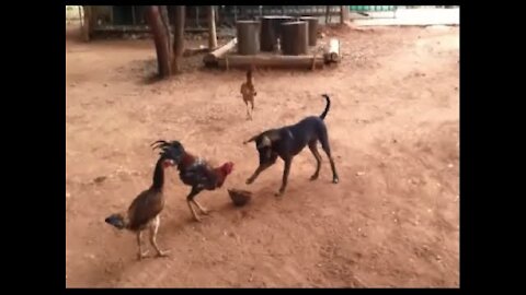 USA Chicken vs USA Dog Fight