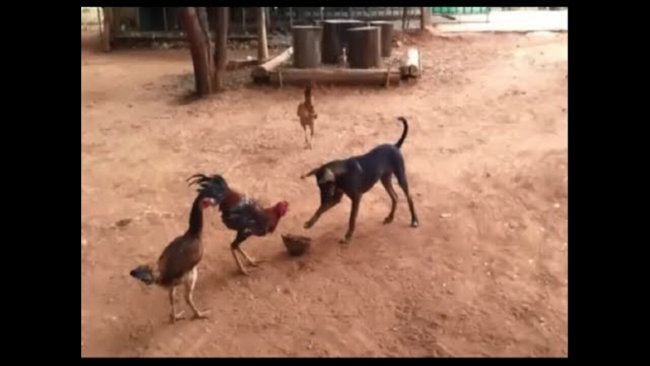 USA Chicken vs USA Dog Fight