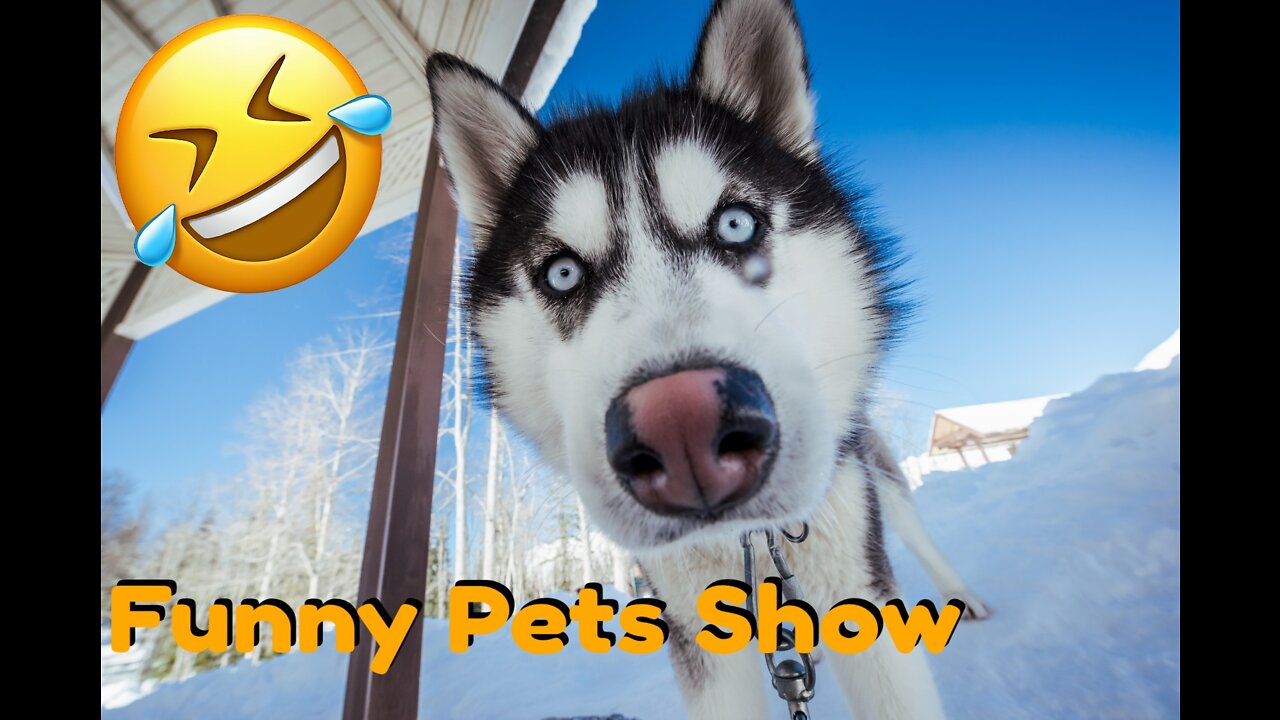 The funniest and craziest selection of Huskies | Funny videos with pets