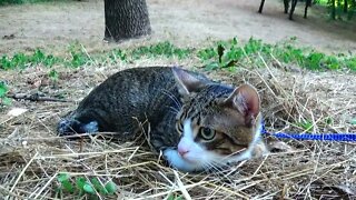 Outdoors Seems so Interesting to the Little Cat