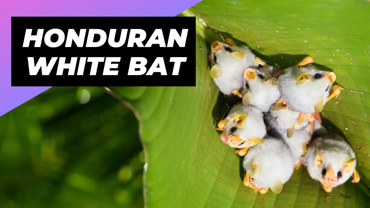 Honduran White Bat 🦇 One Of The Cutest And Exotic Animals In The World #shorts