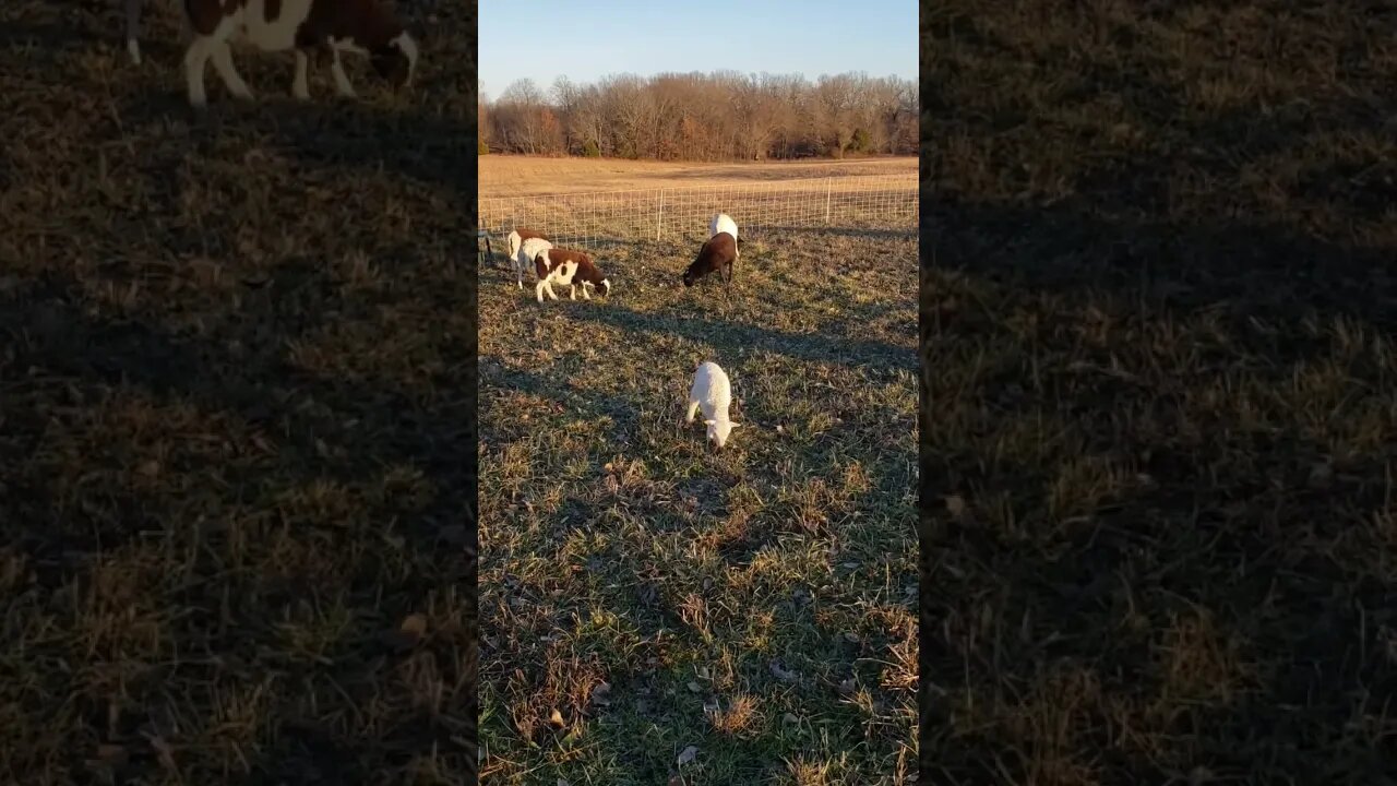 Hardy 3 Week Old Lamb Already Grazes on Forage!!! #animals #homesteading #farming