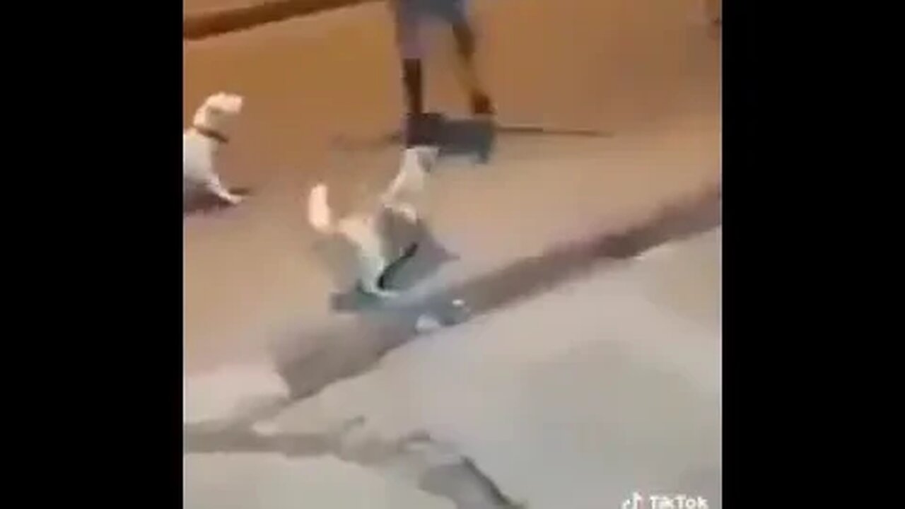 On vous présente Jet Li de Koumassi 😂un petit groupe de chien de personnes tient devant un agresseur