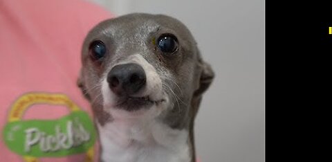 funny dog vids