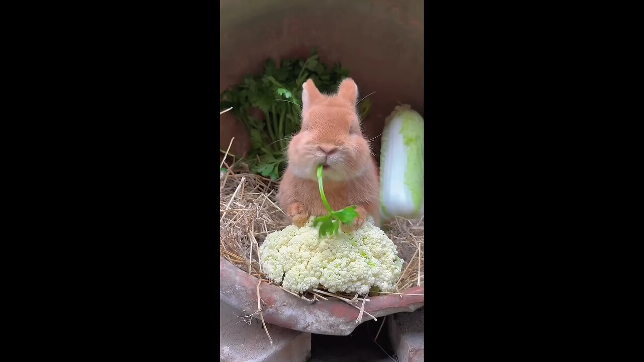 cute big face rabbit eat vegetables