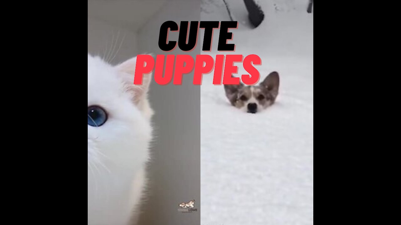 Cute Puppies | BEAGLE AND PERSIAN Cute Puppies |Adorable ♡