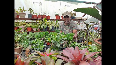 Indoor plants