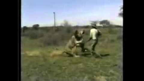 Lion attacks hunter in African Safari