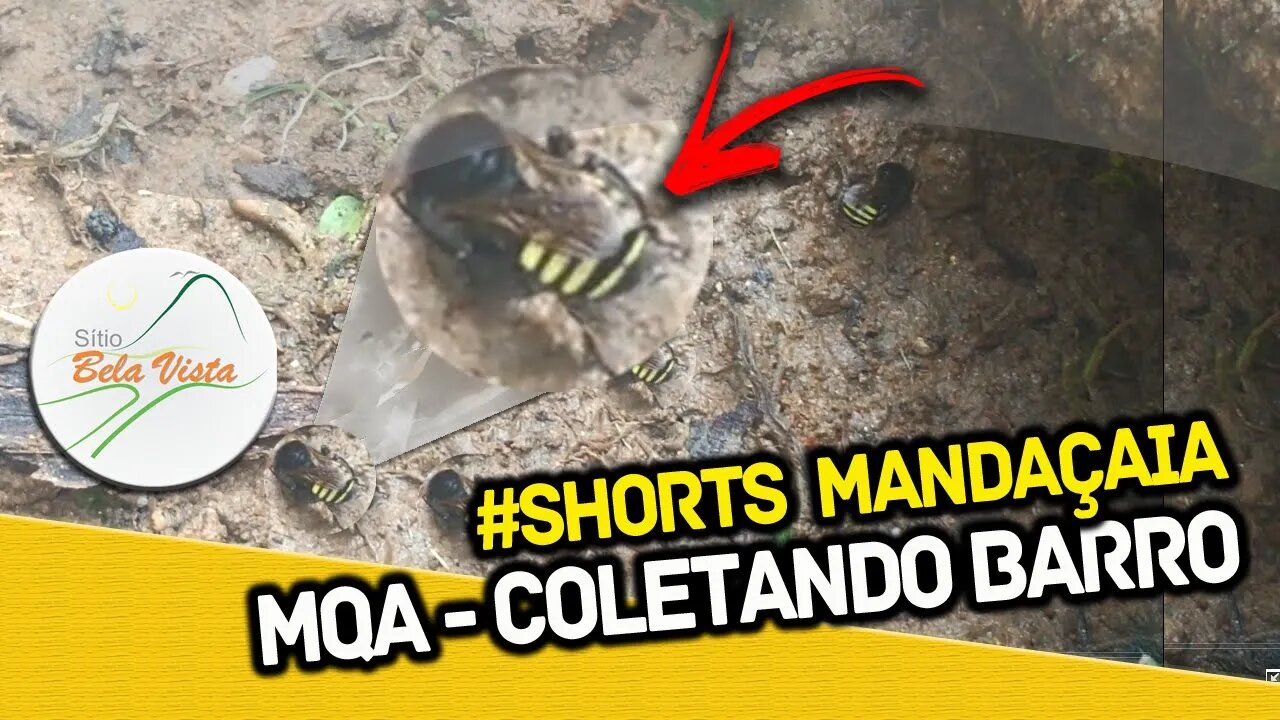 #SHORTS ABELHA MANDAÇAIA COLETANDO BARRO