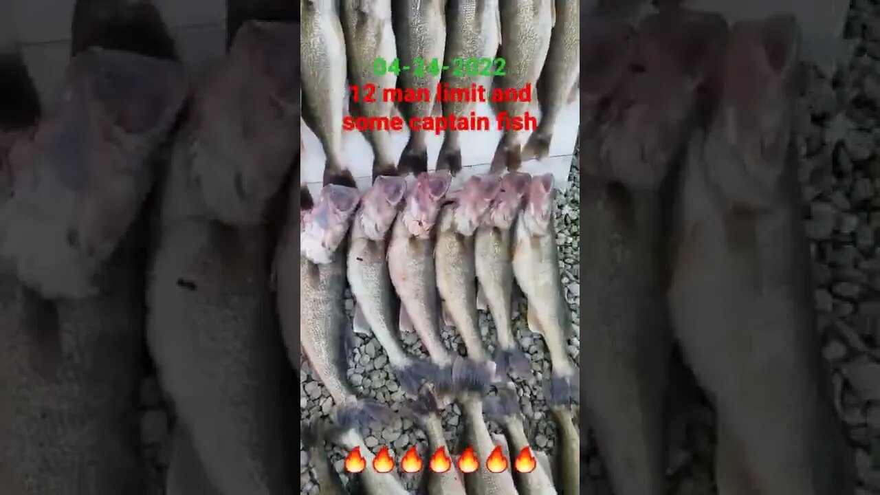 Smash fest on lake erie!! 12 man limit trolling large in size pickerel. Walleye crazy! 04-24-2022