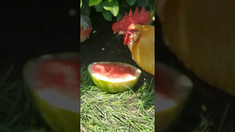 Cool Watermelon On A Hot Day For The #chickens #chickenshorts