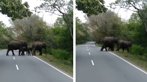 Enormous elephant family crosses the road