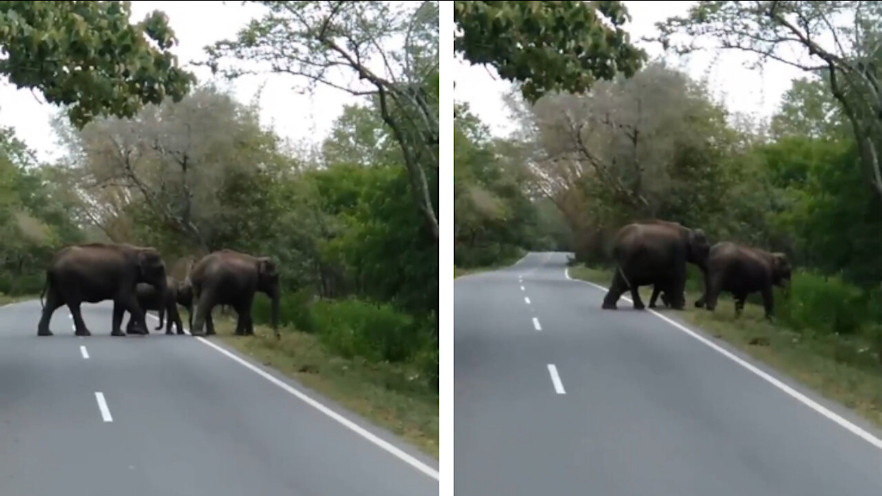 Enormous elephant family crosses the road