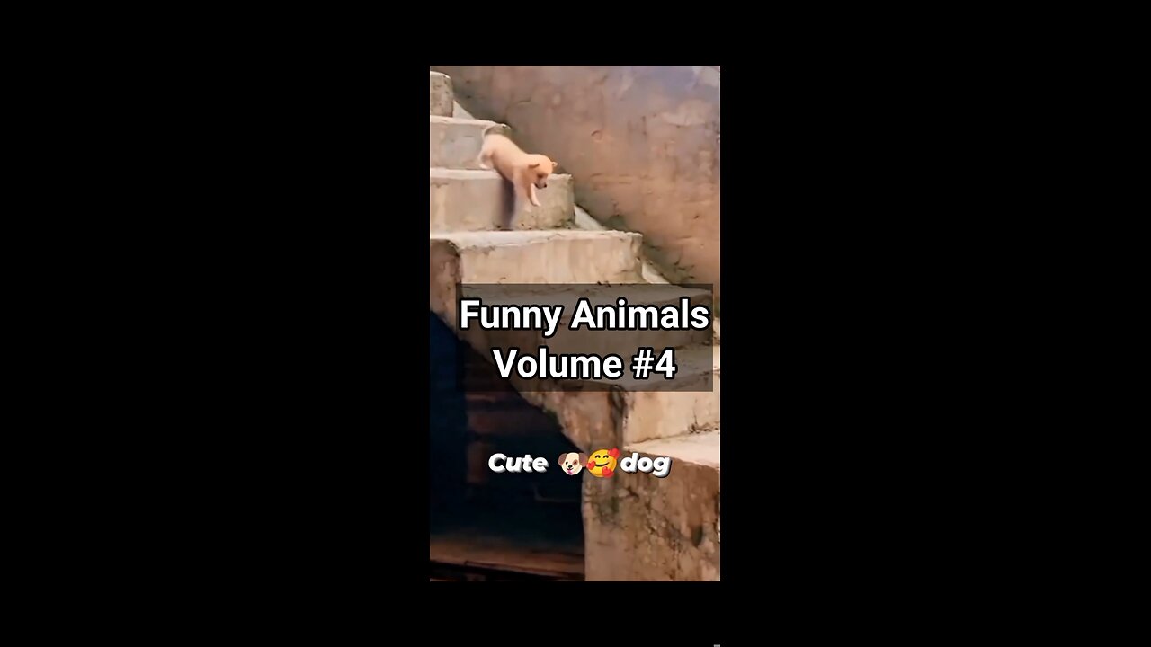 Funny Animals Video #4