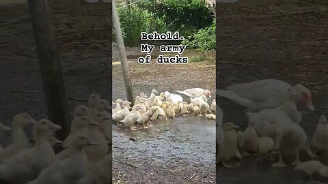Look at them standing tall. #muscovies #ducks #thelifesteaders