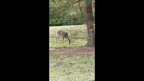 Deer Family