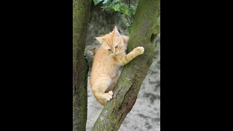 My cat trying to climbing tree😱😱