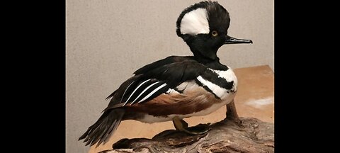 How to Mount a Hooded Merganzer Standing