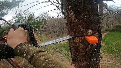 Topping Eastern White Pine with wedges