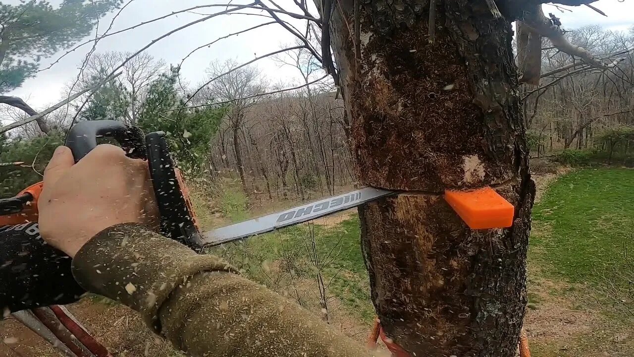 Topping Eastern White Pine with wedges