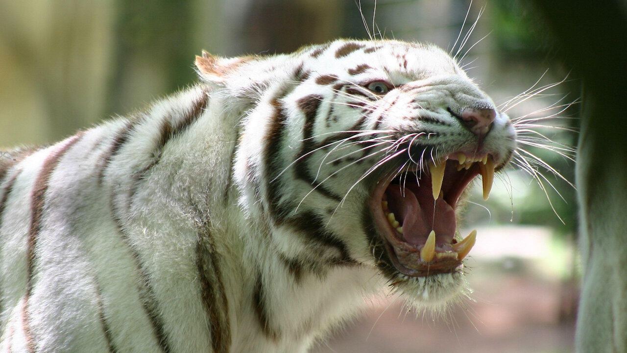 White Tiger Resting in the Forest | Tiger Roar Heavy Funny