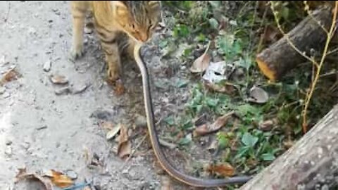 Gato destemido agarra cobra pela cauda e foge com ela