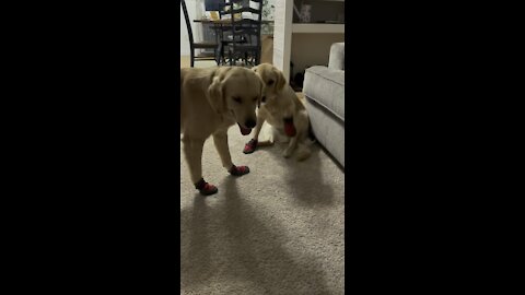 Golden retrievers wearing booties.