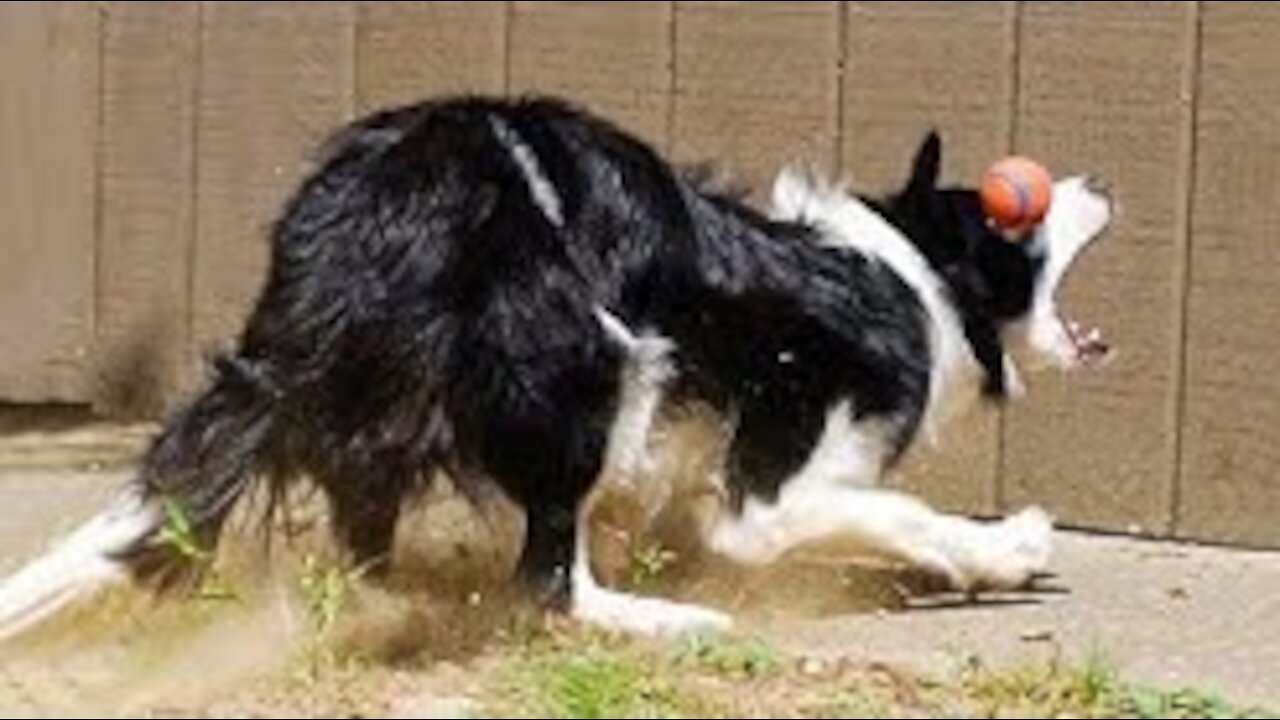Animals Video Channel -Awesome Funny Animals' Life Videos