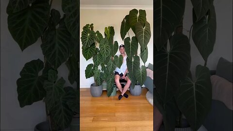 If only it was that easy #philodendronverrucosum #philodendronsplendid #philodendronglorious