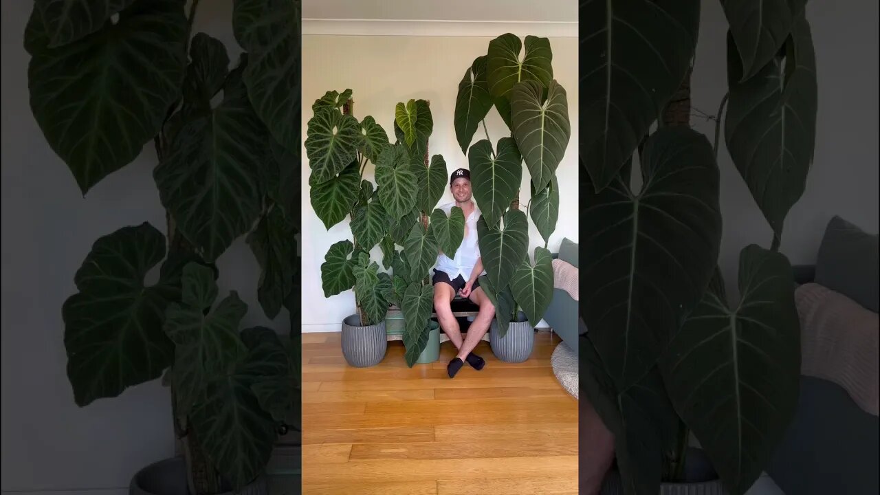 If only it was that easy #philodendronverrucosum #philodendronsplendid #philodendronglorious