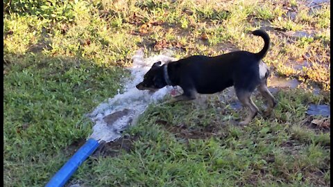 Dog Attacking Water