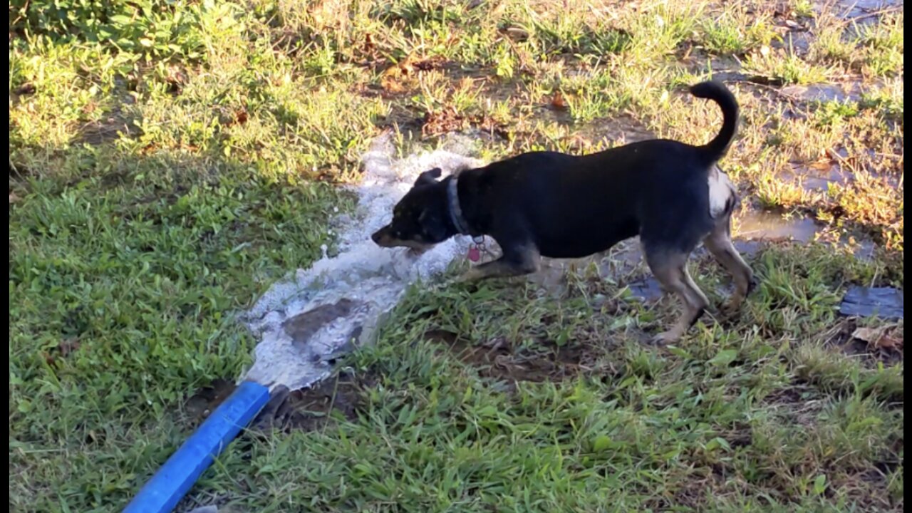 Dog Attacking Water