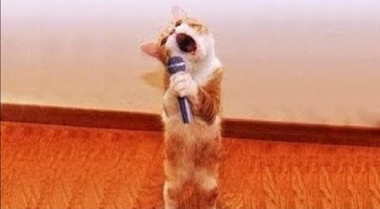 Cute Pets And Funny Animals 2021