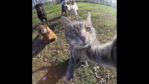 Angry - Funny Dogs and Cats of TikTok - Compilation #3 | Try not to laugh impossible