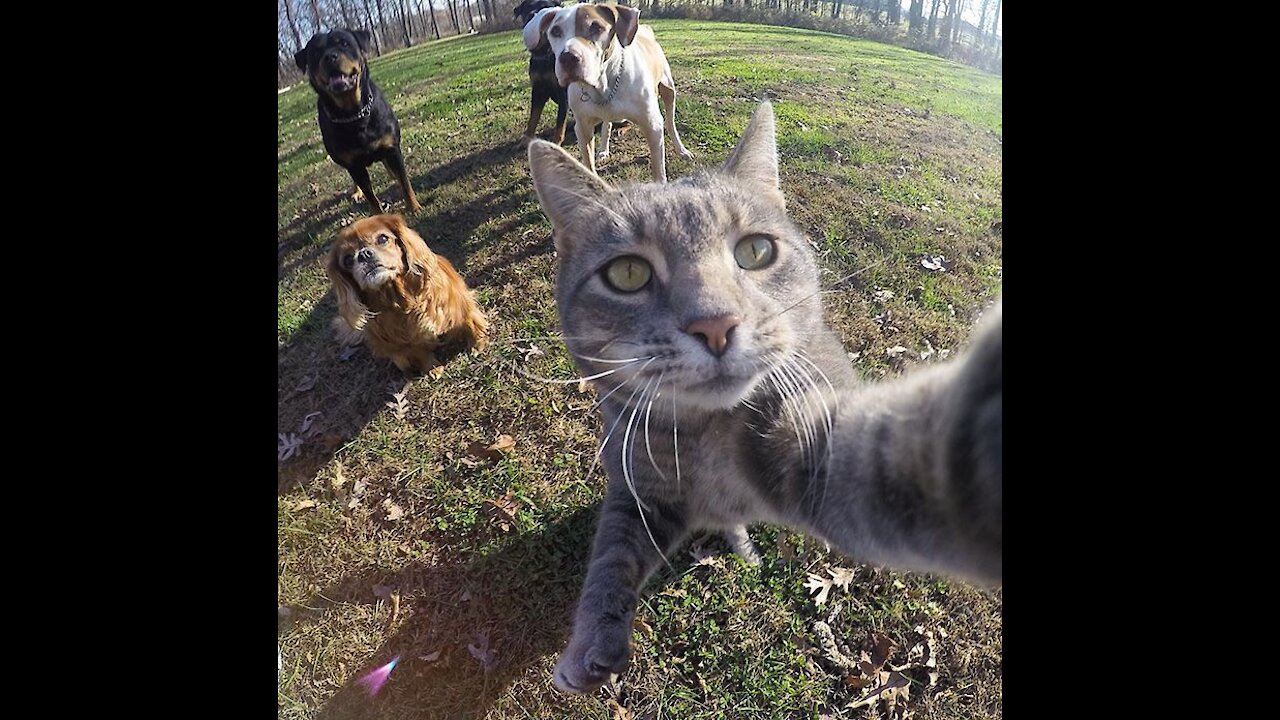 Angry - Funny Dogs and Cats of TikTok - Compilation #3 | Try not to laugh impossible