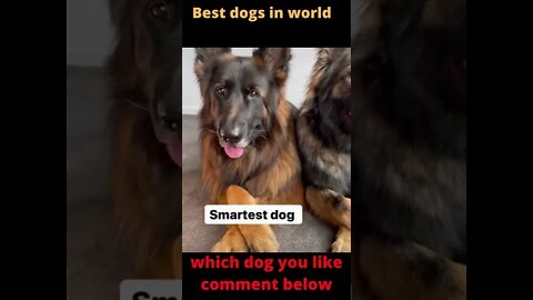 German Shepherd best dog in world