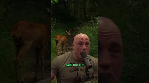 Why deers get hit by cars - Joe Rogan & Neil Degrasse Tyson