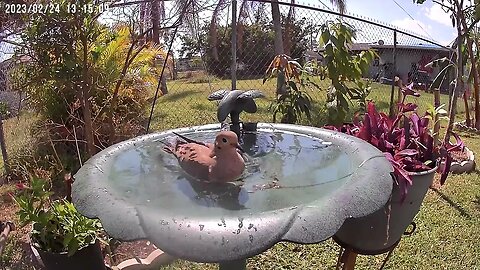 Dove at BirdBath