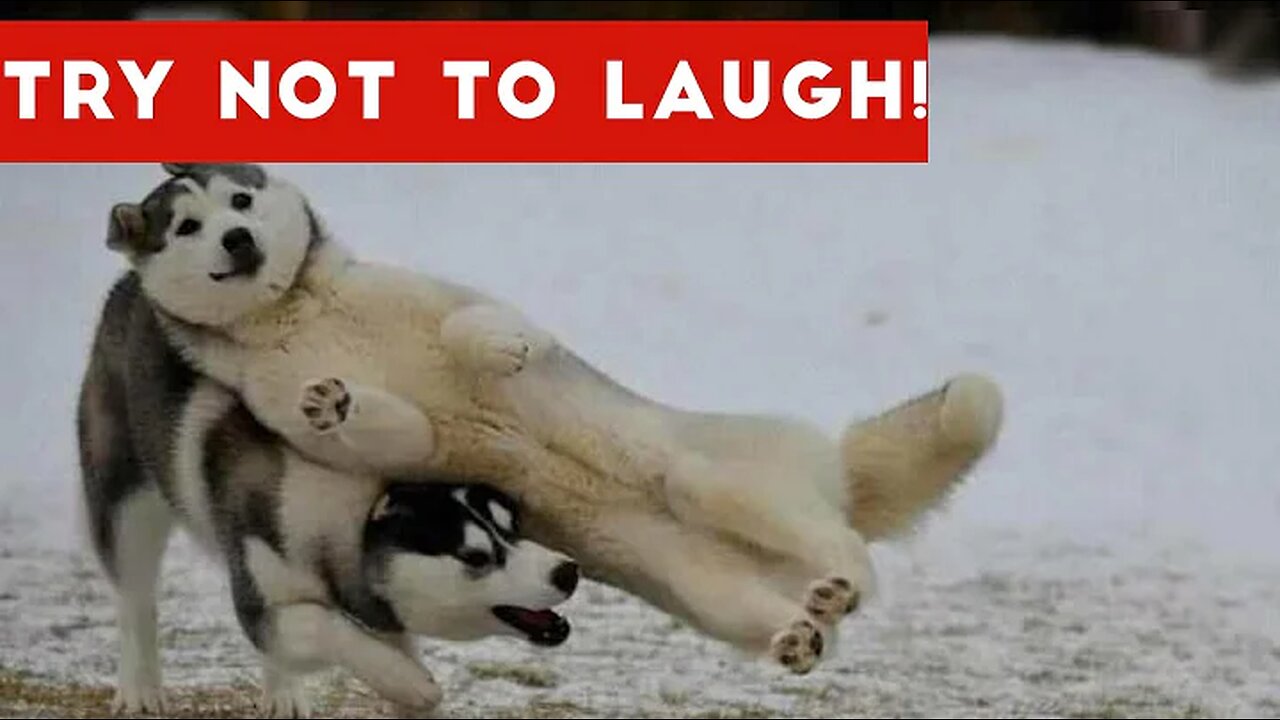 Try Not To Laugh At This Funny Dog Video Compilation | Funny Pet Videos