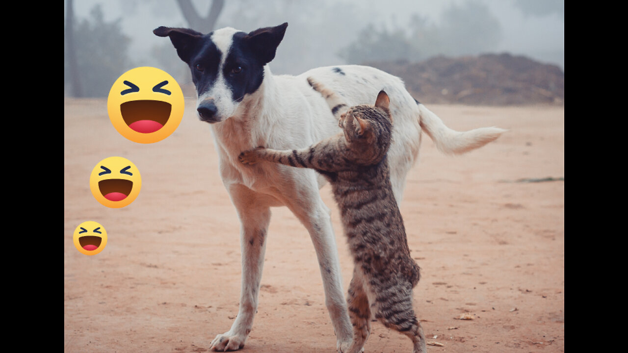 Funny, 🤣🤣 Naughty, Cute Cats & Dogs Video Compilation #6 l Popcorn FUN Clips