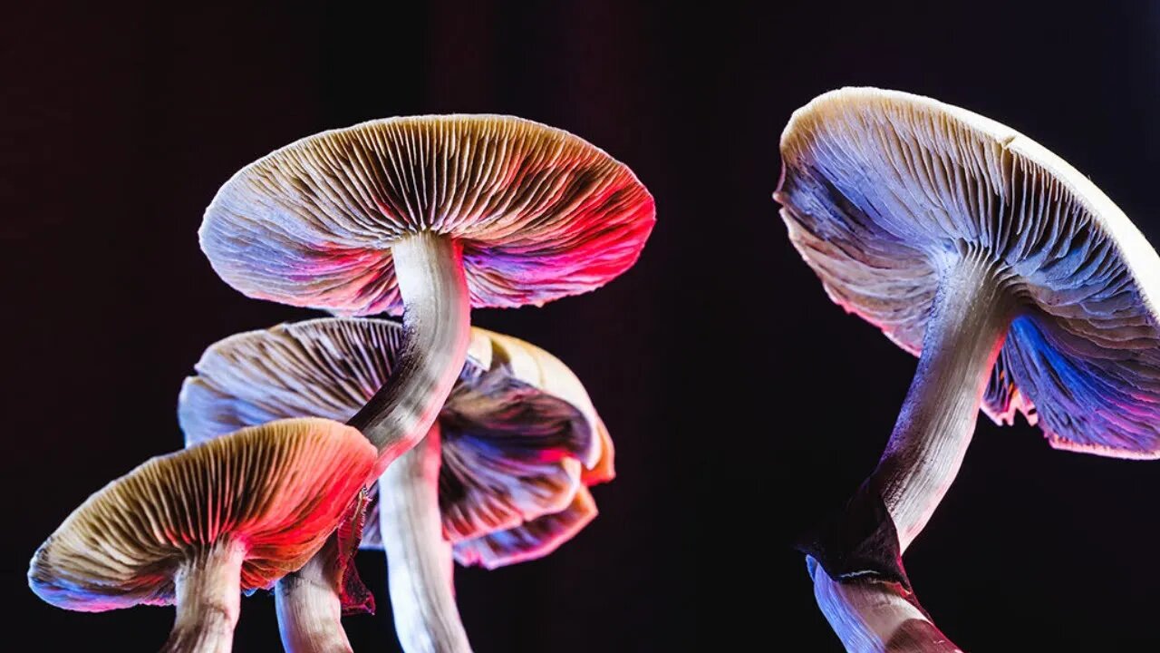 Magic Mushrooms Part 1: Biochemistry, Metabolism and Stigma