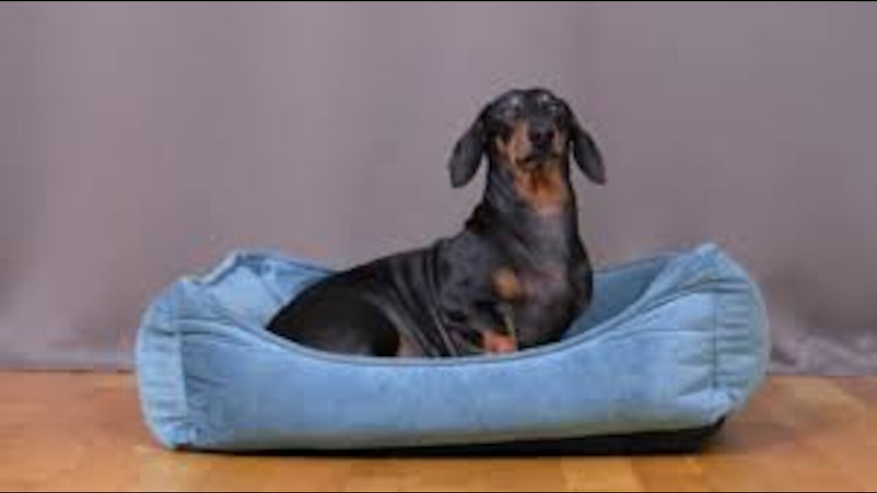 How to teach your dog to go to their bed ON COMMAND with these tips