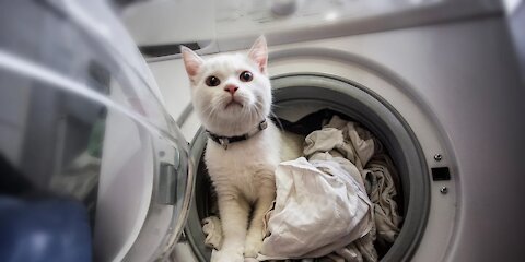 Best Of Funniest Animals Videos in 2021