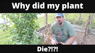 Why did my plant die?!?!?