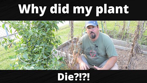 Why did my plant die?!?!?