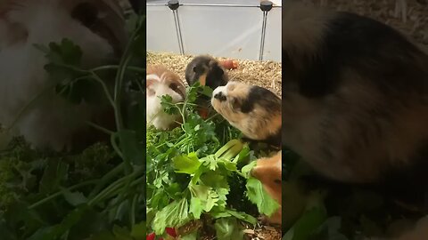 Guinea pig lunch is served