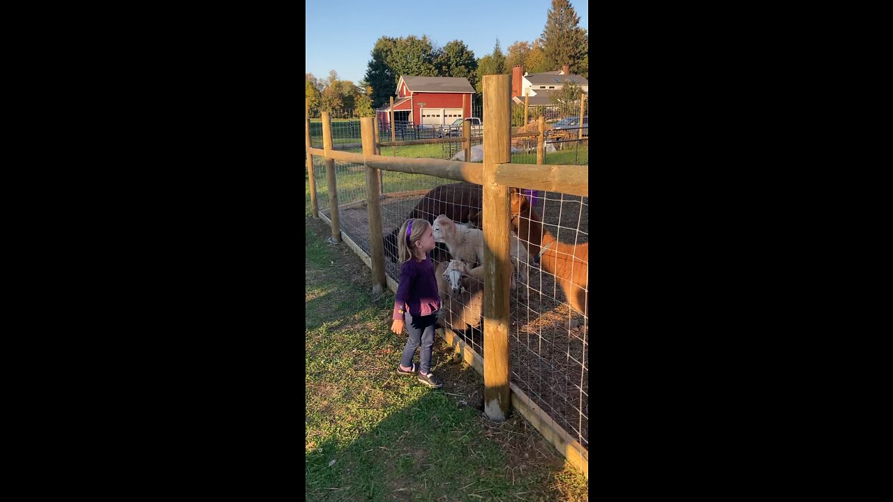 Dassie & Goats & Llamas at W Maple Farms