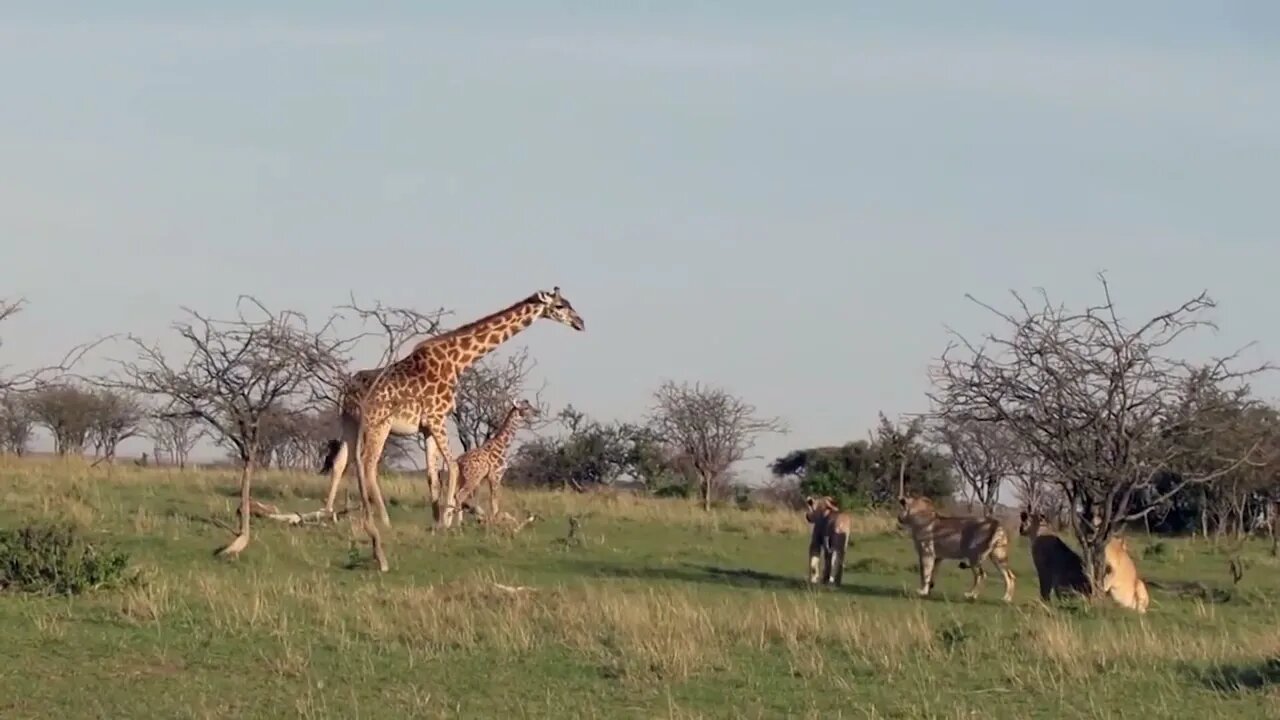 Mother Giraffe Kick Broken Lion Head Who Try To Eat Her Baby, Harsh Life of Wild Animals-15