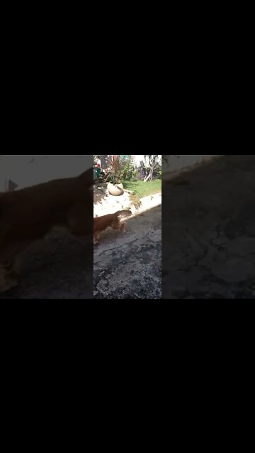 #dogshow, #amimals, #dogs, #shorts