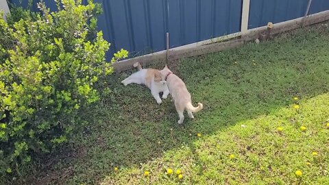 Little Ginger & Neighbours cat "Hunter"